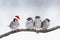 Birds sparrows sitting on a branch in winter Christmas hats