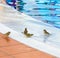 Birds splashing around the empty outdoor pool in deserted hotel