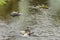 Birds standing on rocks floating in water