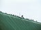 Birds standing in a row on the roof, pigeons often live together in a group.