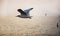 Birds stay on temple roof with sky