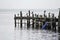 Birds on Stingaree Bay jetty, Tasmania, Australia