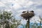 Birds storks in the nest on the electric pole