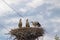 Birds storks in the nest on the electric pole