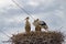 Birds storks in the nest on the electric pole