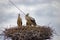 Birds storks in the nest on the electric pole