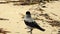 Birds .Storm on the Mediterranean Sea. Ashdod. Israel.