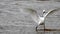 Birds .Storm on the Mediterranean Sea. Ashdod. Israel.