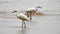 Birds .Storm on the Mediterranean Sea. Ashdod. Israel.