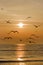 Birds at sunrise