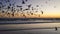 Birds at sunset on Siesta Key Beach in Sarasota, Florida