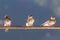 Birds (Swallows) on a crossbar