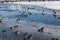 Birds swans, ducks in the frozen lake in the small not frozen