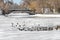 Birds swim in a pond in winter