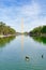 Birds swimming in the Lincoln Memorial Reflecting Pool in Washington, D.C.