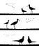 Birds take off in field. Vector silhouette