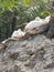 Birds take sunbath in indian zoo