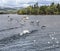 Birds taking flight on Lake Windermere in the Lake District