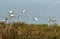 Birds taking off towards new destination