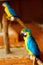 Birds Of Thailand. Blue Yellow Macaw Parrot. Animals Of Asia.