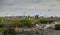 Birds of Thailand flying over marshland during a rainy storm