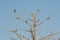 Birds on Thorny Tree