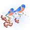 Birds  thrush Bluebirds small songbirdons on on snowy tree winter background vintage vector illustration editable hand draw