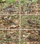 Birds of thrushes, the fieldfares