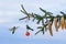 Birds of tit fly in the Christmas Park over a branch of a spruce tree with elegant cones and balls