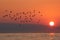 Birds traveling at sunrise