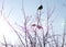 Birds on a tree. Three small and cute birds are sitting on the branches of a tree and eating Apple berries.