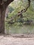 Birds tree water branch outside landscape river ducks park