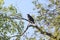 Birds and trees animal crow nature