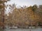 Birds on trees in Lake Martin, Louisiana.