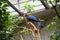 Birds tropics. Ueno zoo Tokyo Japan