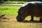 Birds trying to pinch the Hippo\'s food