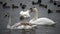 Birds of Ukraine. Swans, gulls and ducks - wintering waterfowl in the Black Sea