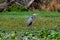 Birds USA. Night Heron long legged bird in green plants, trees, swamp, Louisiana