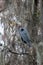 Birds USA. Night Heron long legged bird in green plants, trees, swamp, Louisiana