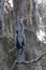 Birds USA. Night Heron long legged bird in green plants, trees, swamp, Louisiana