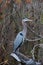 Birds USA. Night Heron long legged bird in green plants, trees, swamp, Louisiana