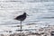 Birds USA. Wilson\\\'s Snipe (Gallinago delicata) on a Florida beach