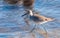 Birds USA. Wilson\\\'s Snipe (Gallinago delicata) on a Florida beach