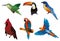 Birds vector composition