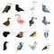 Birds vector set illustration. Egle, parrot, pigeon and toucan. Penguins, flamingos, crows, peacocks. Black grouse