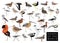 Birds Waders of the World Sandpiper Snipe Plover Godwit Lapwing Jacana Set Cartoon Vector Character