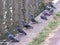 Birds by water pigeon pigeons