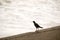 Birds on the water wall and water sea