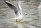 Birds weeds wings a feather take-off to fly water a beak scope