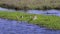 Birds at wetland